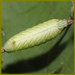  Endromis versicolora (gevlamde vlinder)rups