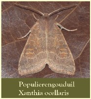Populierengouduil - Xanthia ocellaris